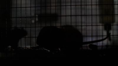 (rats squeaking) - The X-Files