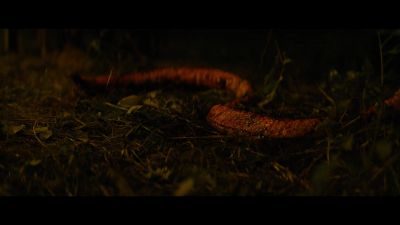 [rattles] - Prey