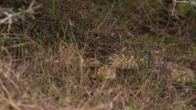 [rattlesnakes rattling] - Kidnapping in the Grand Canyon