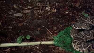 [ rattling ] - Frogs