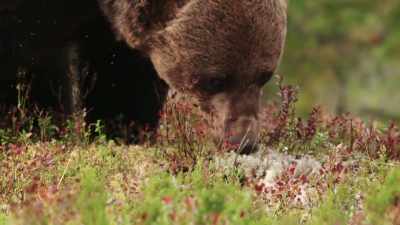 Ravens aren't invited to the feast either. - Wild Nordic