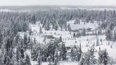 Ravens track wolves, - Epic Yellowstone