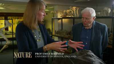 RAYFIELD: Well the first thing
that we need to know - Attenborough and the Sea Dragon