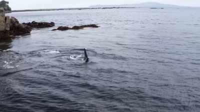 ''Rays can disappear in an instant.'' - Secrets of the Whales