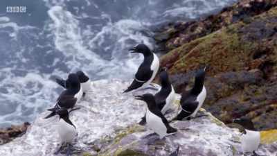 Razor bills. - Wales: Land of the Wild