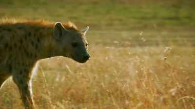 Ready or not, - Serengeti