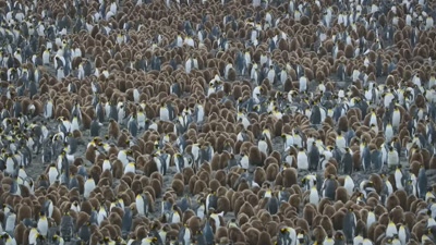..ready to share
with their starving offspring. - A Year on Planet Earth