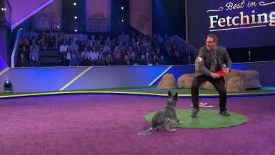 - Ready? Uh-oh.
- He is a year and 4 months old, - 2022 American Rescue Dog Show