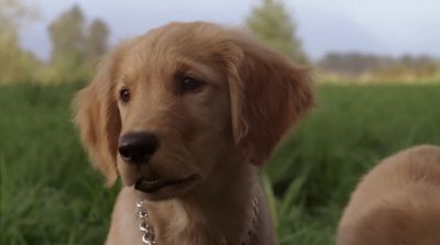 Really have to go in there - Air Buddies