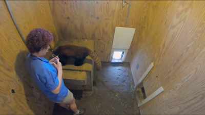 Really hoping today that
we see a positive impact - Secrets of the Zoo