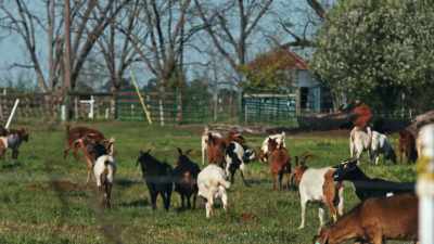 Really, it's incumbent
upon me, as the herdsman, - Food and Country