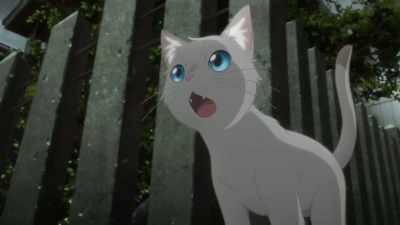 Really? - A Whisker Away