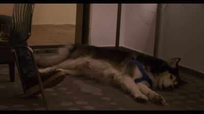 -Really, we're so happy.
-Okay, I'll see you later. - Dogs
