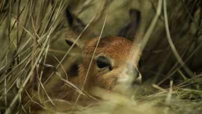 REBEKHA: He's born just a few hours ago. - Magic of Disney's Animal Kingdom