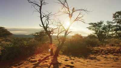 Recent droughts in the Kalahari
have led to low termite numbers - Seven Worlds, One Planet