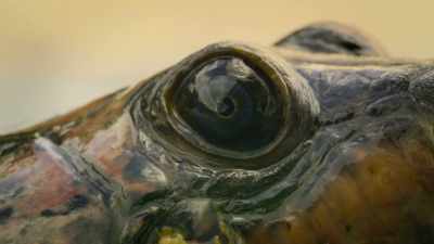 Recently discovered, these turtles
have a remarkable ability - Super/Natural
