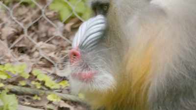 Recently, however, he has got
some chronic sinus infection - Secrets of the Zoo