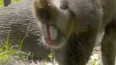 Recently over the last
couple weeks, - Secrets of the Zoo