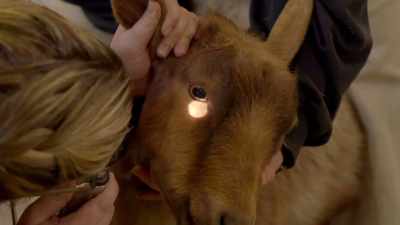 Recently, we've noticed
a lump in her neck, - Secrets of the Zoo