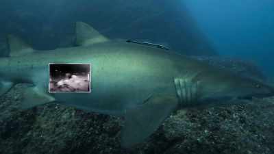 Rechinii-de-nisip au două utere. - Baby Sharks