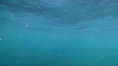 Rechinul-scrumbiilor e mare
şi puternic, - Baby Sharks