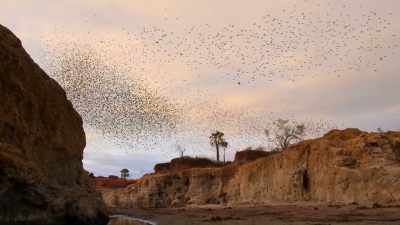 Red-billed quelea, - Our Great National Parks