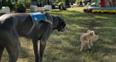 REGGIE: And he finally
found the courage - Strays