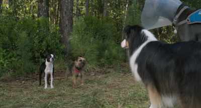 (Reggie, Bug and Maggie howling) - Strays