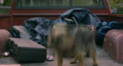 REGGIE:
Lately, Doug has been playing - Strays