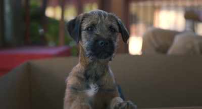 REGGIE:
The second Doug laid eyes on me, - Strays