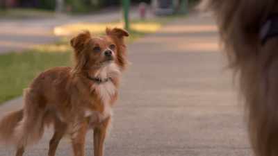 Reginald, my old service-dog instructor. - The Healing Powers of Dude