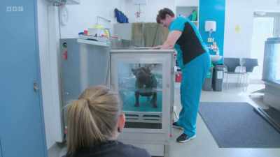 Regular sessions are starting
to improve Pepper's mobility, - 24/7 Pet Hospital