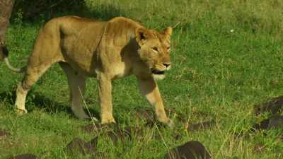Rejection only strengthens
her resolve. - Serengeti