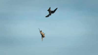 Releasing prey helps teach his chicks
how to use gravity - Super/Natural