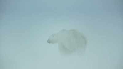 Relief for the many creatures
that depend on the ice. - Our Planet