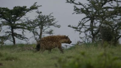 Remarkably, Kuleta's distraction strategy has worked. - Chasing the Rains