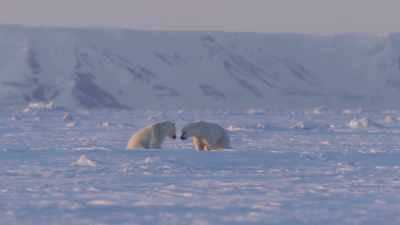 Remarkably, rather than fight... - Frozen Planet II