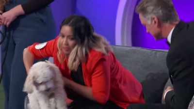 Remember, Biff had
a dominating performance - 2022 American Rescue Dog Show