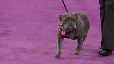 Remember,
each dog will be judged - 2022 American Rescue Dog Show