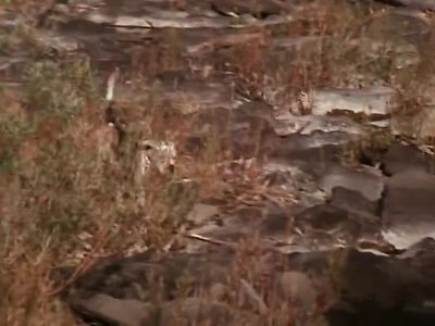 Remember hot dogs - Homeward Bound: The Incredible Journey