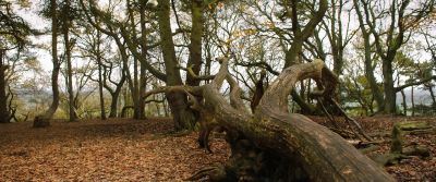 Remember how mother made us kiss the trees - Tolkien