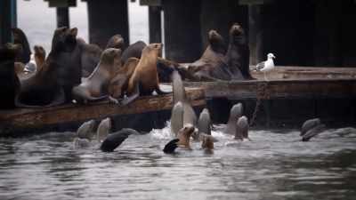 Remember they're wild animals. - United States of Animals