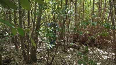 Remember those
young tree plantations - Bring Your Own Brigade