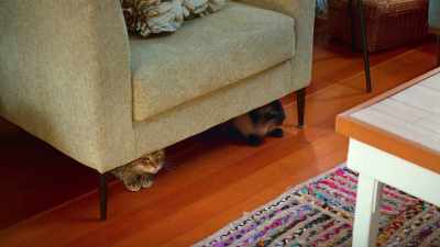 Remind me to cancel
my babysitting course. - Scaredy Cats