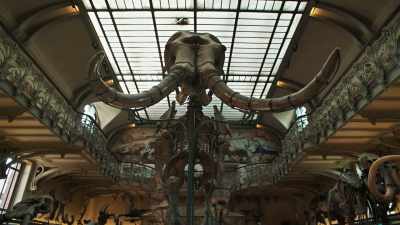 Remnants of these huge
elephantine animals - Exterminate All the Brutes