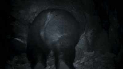 Remote cameras reveal
the bear's whereabouts. - Frozen Planet II