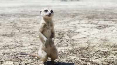 Repeat after me, kid.
'Hakuna matata'. - The Lion King