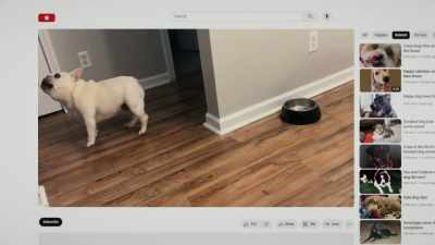 Repetition at a high pitch
without pausing, - Inside the Mind of a Dog