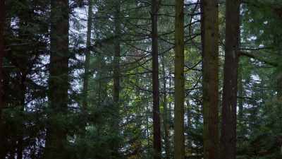 Reporter 1: The tree
you don't see here, - Trees and Other Entanglements