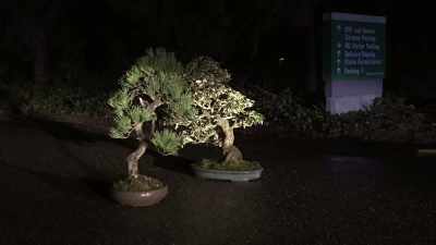 Reporter 2: Security
guards found them - Trees and Other Entanglements